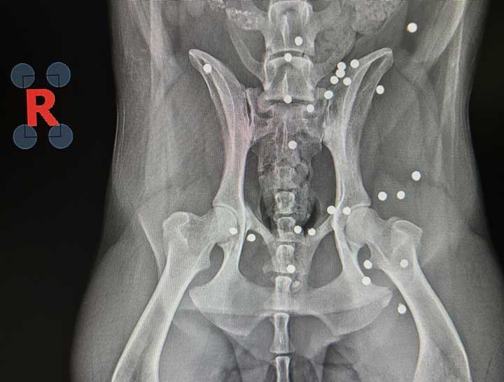 Pet Digital Radiology